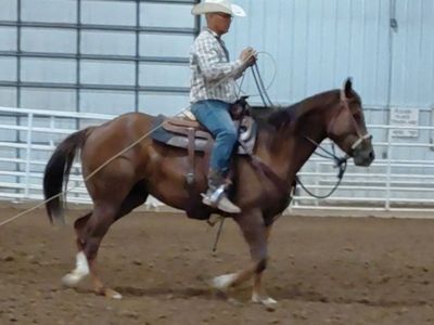 3 yr oldAPHA solid Hollywood Dun It mare. Well started