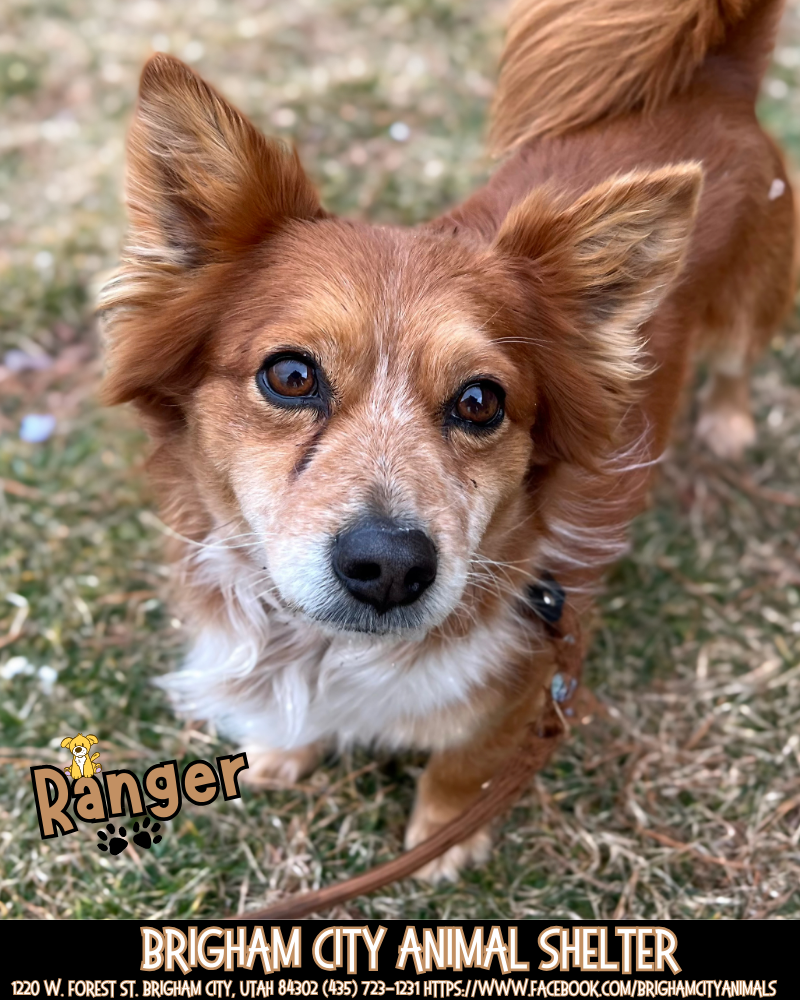Ranger Corgi Mix Needs a Family!