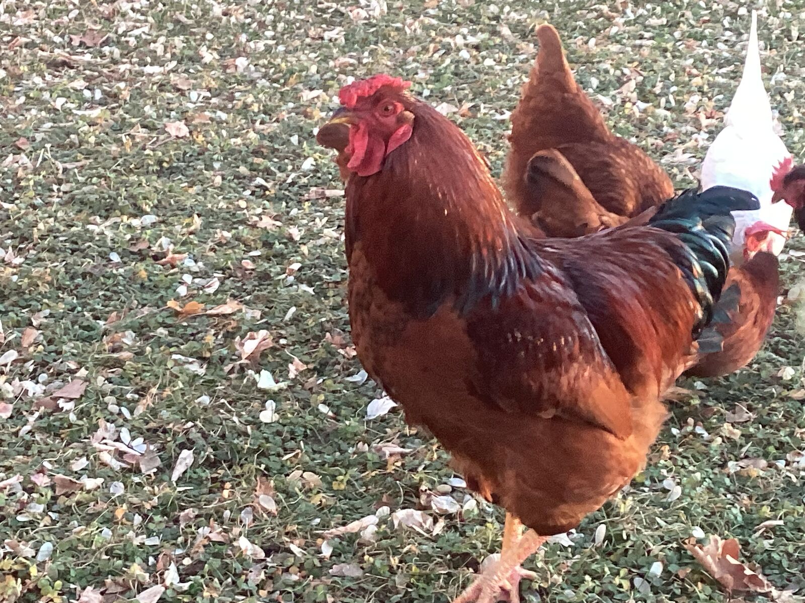 Road Island Red Rooster