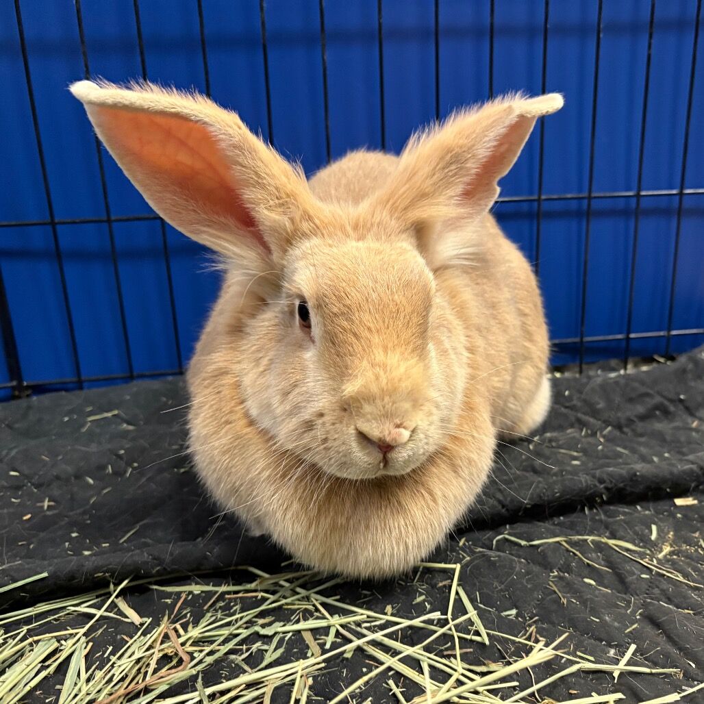 Hello my name is Rosie