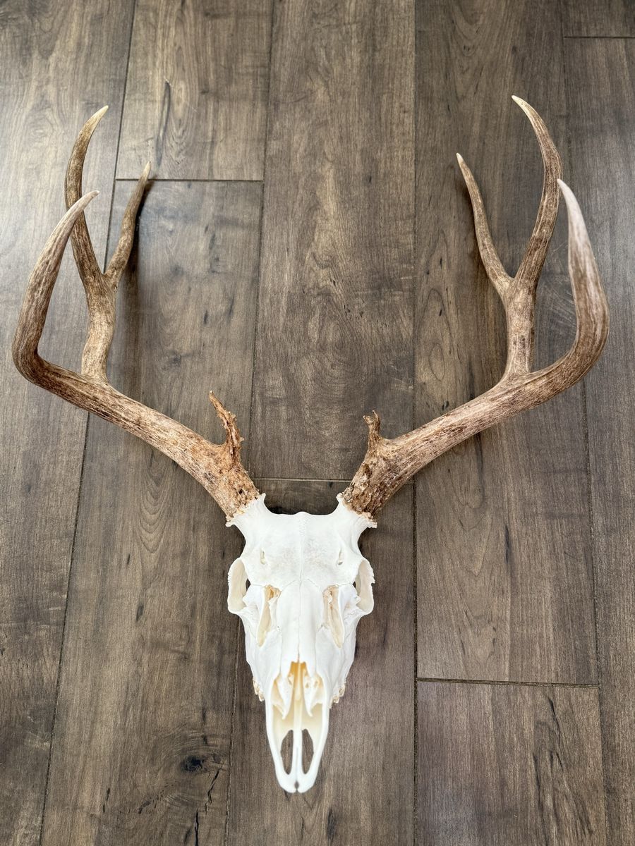 Triple B Eurodermy - Taxidermy 