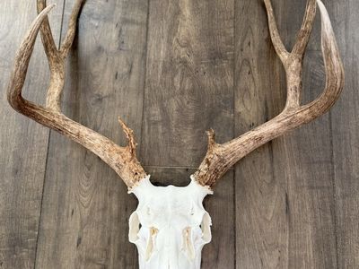 Triple B Eurodermy - Taxidermy
