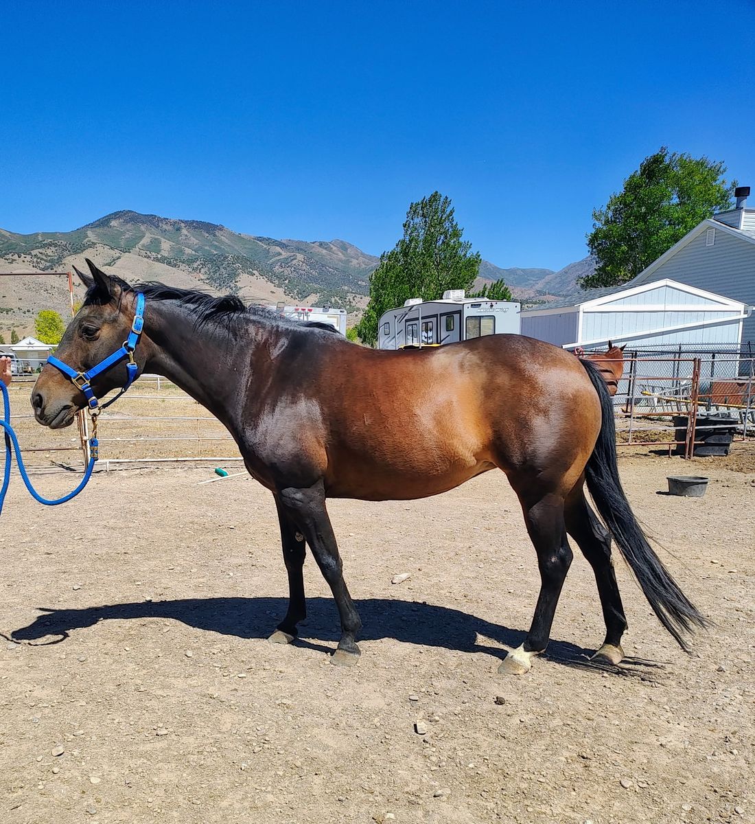 AQHA Foundation Bred Mare for Sale