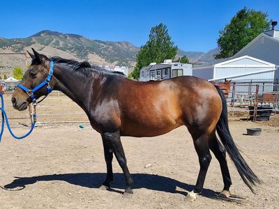 AQHA Foundation Bred Mare for Sale