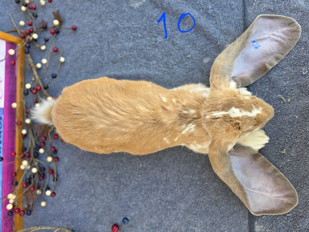 Main image 2
