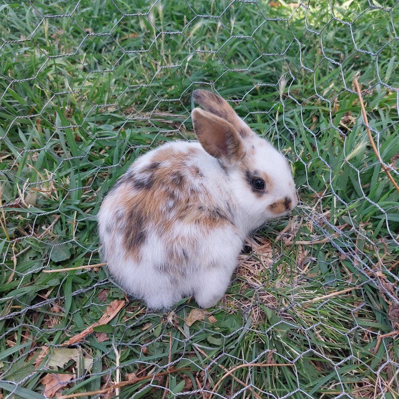 Baby Bunny- Pure Mini Rex
"Sophie"