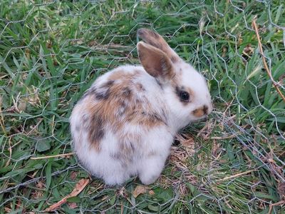 Baby Bunny- Pure Mini Rex
"Sophie"