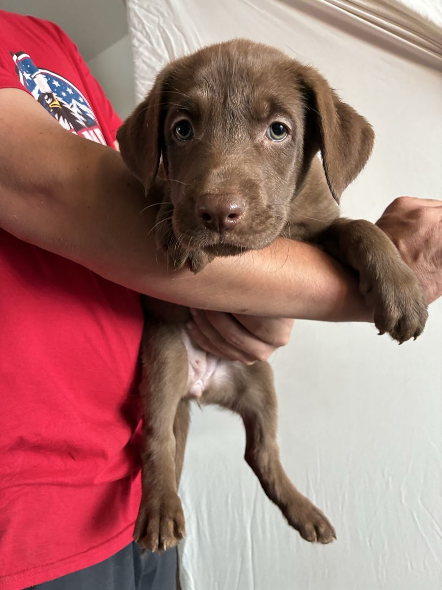 AKC Chocolate Lab, Shepsky Mix 
