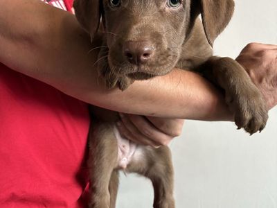 AKC Chocolate Lab, Shepsky Mix