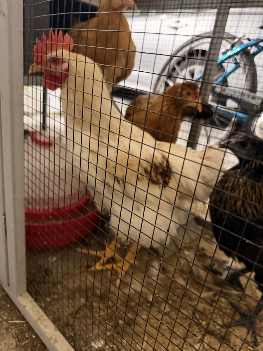 Free Rooster