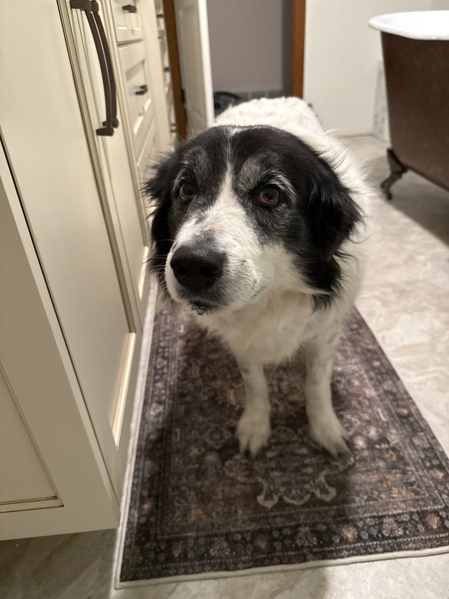 Border collie/ Pyranese