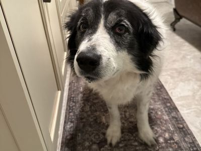 Border collie/ Pyranese