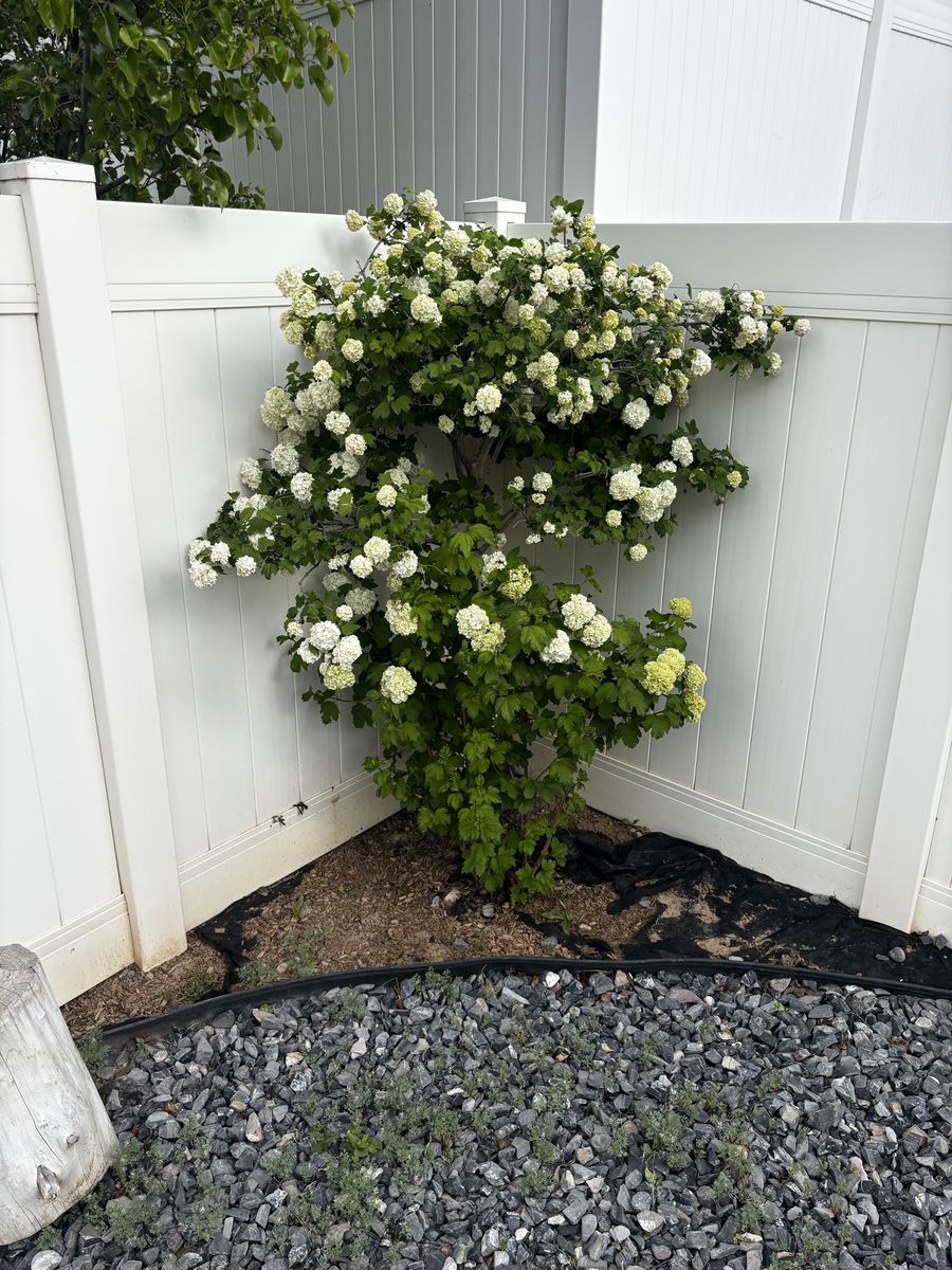 Free Snowball Tree/Bush