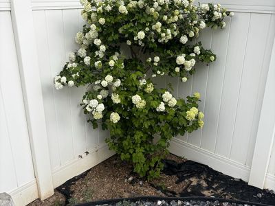 Free Snowball Tree/Bush