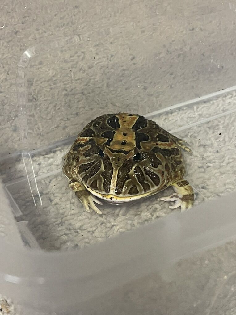 Beautiful Venezuelan Horned Frog- 60 OBO