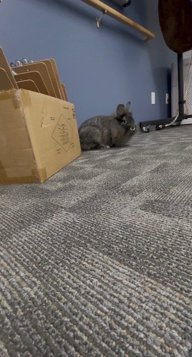 lion hair rabbits