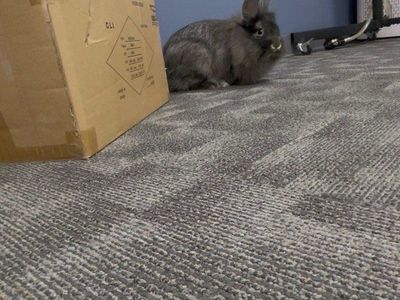 lion hair rabbits
