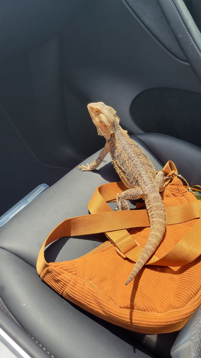 Rehomimg Bearded Dragon