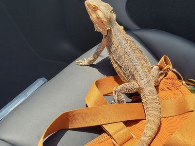 Rehomimg Bearded Dragon