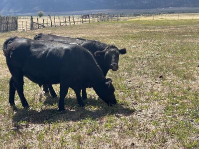 100 % Grass Finished Butcher Ready Steer