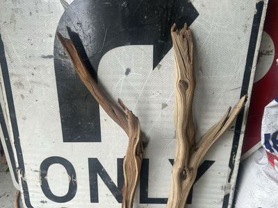 Reptile wood