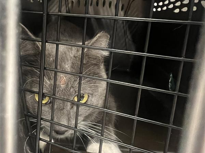 Hello my name is Tangerine