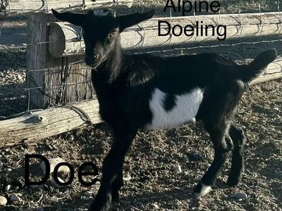 Alpine Doeling Goat, Young Female Doe - Black with White Markings