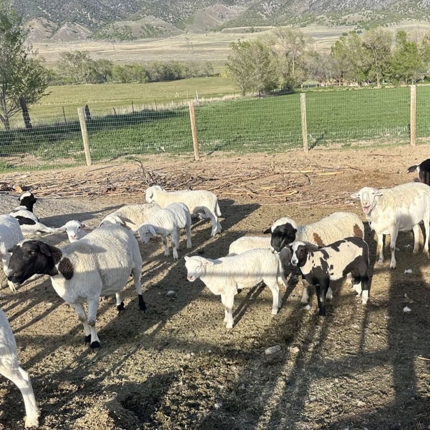 Dorper sheep lambs hair sheep
