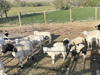 Dorper sheep lambs hair sheep