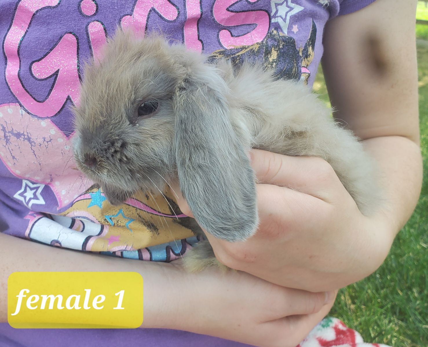 Holland Lop bunnies