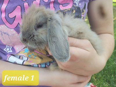 Holland Lop bunnies