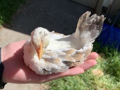 Speckled Serama--Purebred Bantam Chick
