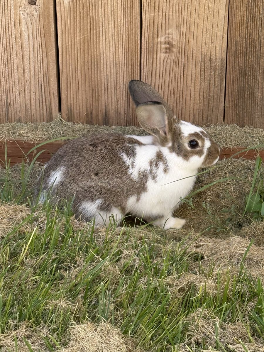 Female Rex rabbit
