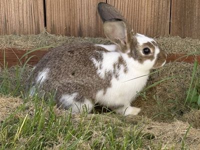Female Rex rabbit