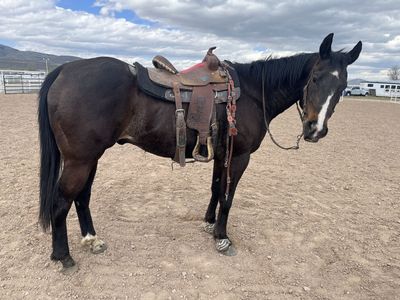AQHA trail gelding/ May Trade