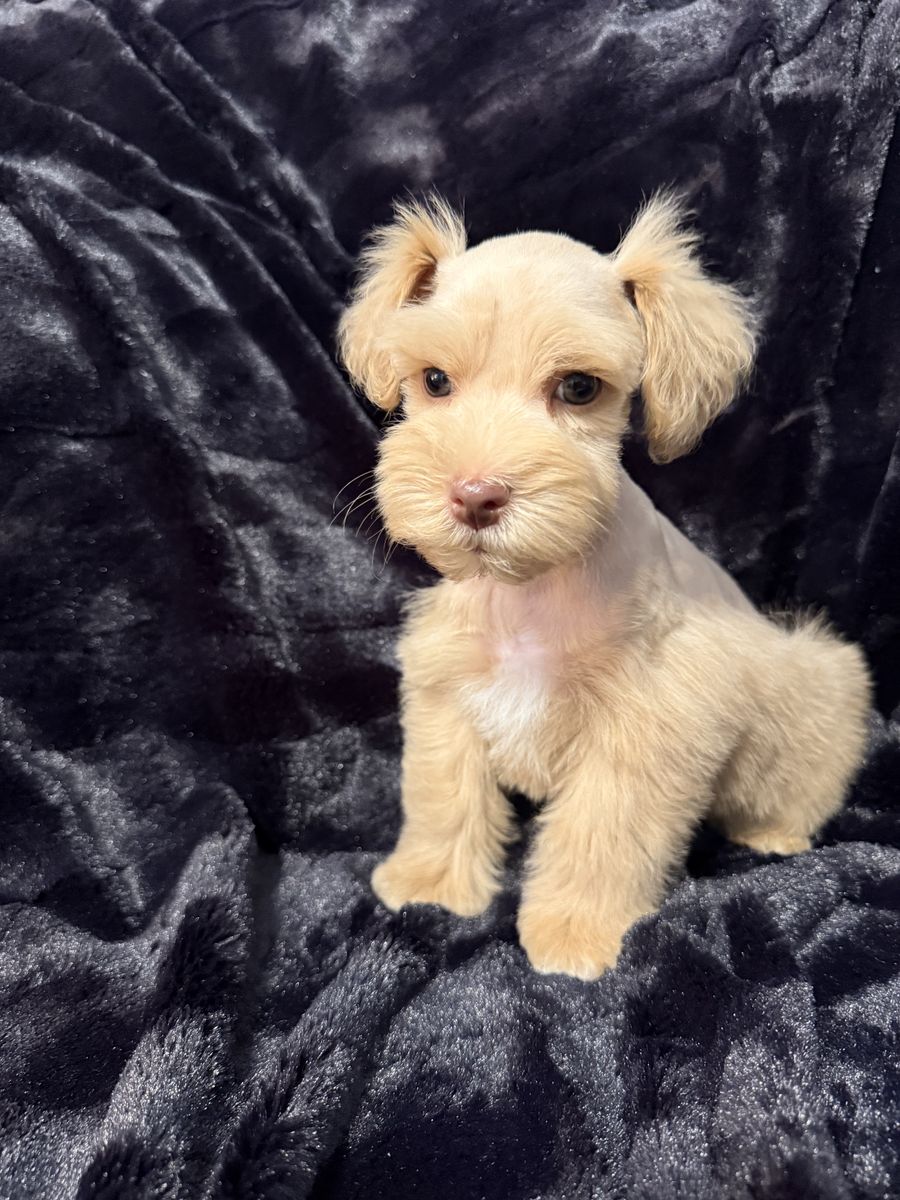 Miniature Schnauzer Male