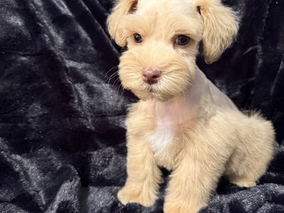 Miniature Schnauzer Male