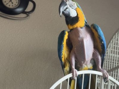 Blue and Gold Macaw