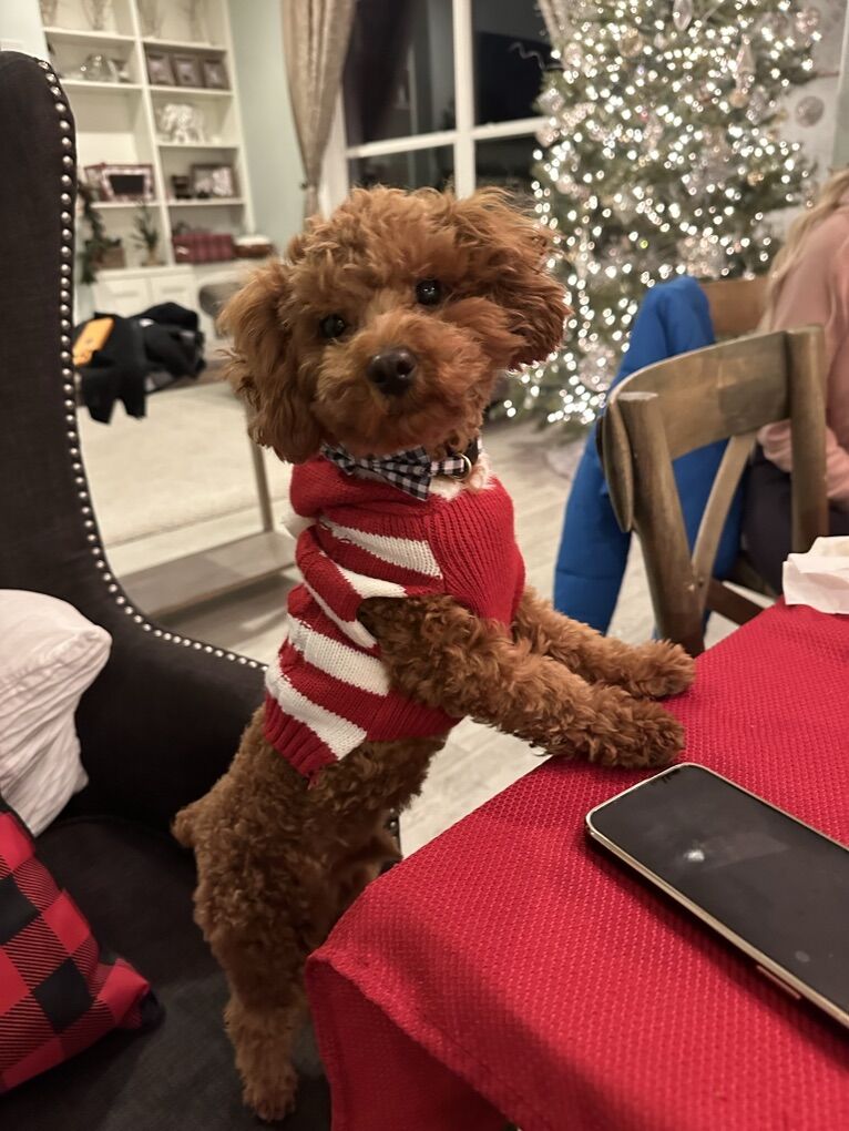 Gorgeous 8 Pound AKC Toy Poodke Stud