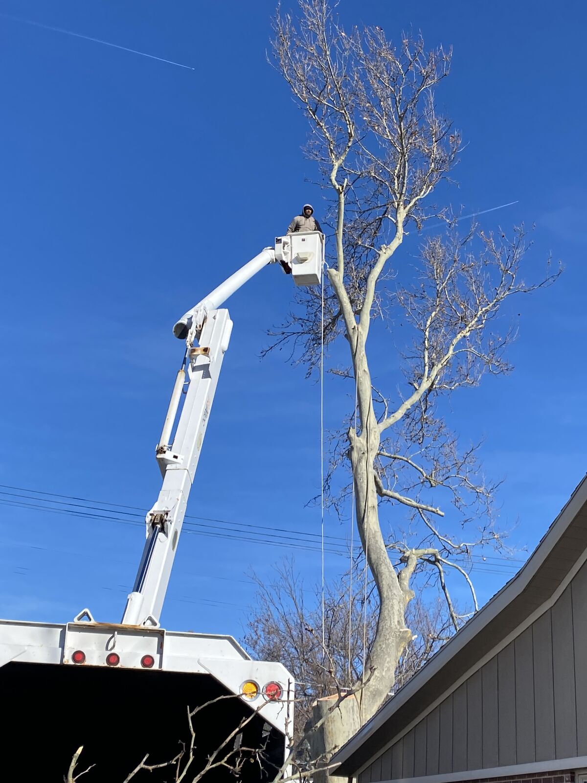 Tree Removal | Stump Grinding | Tree Maintenance