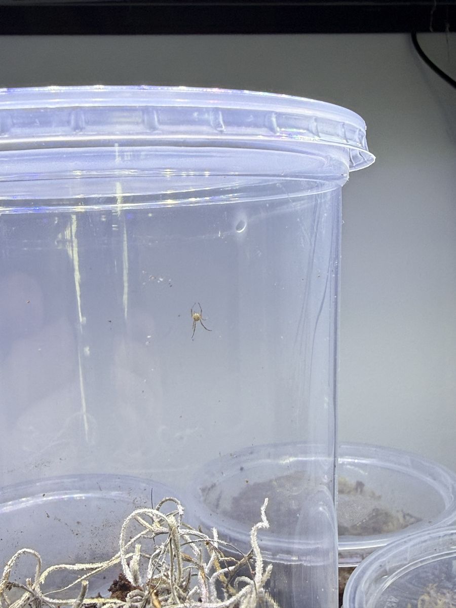 Black widow baby spiders