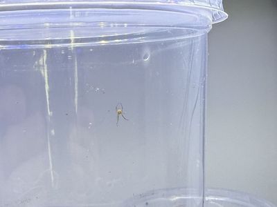Black widow baby spiders
