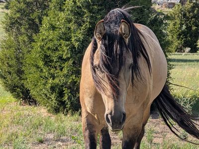 Docs Peppy Concord AQHA Dunskin stallion at stud