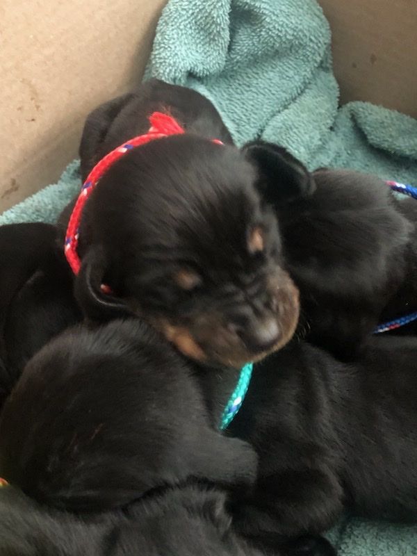 Black and Tan Hound Puppies
