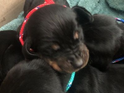 Black and Tan Hound Puppies