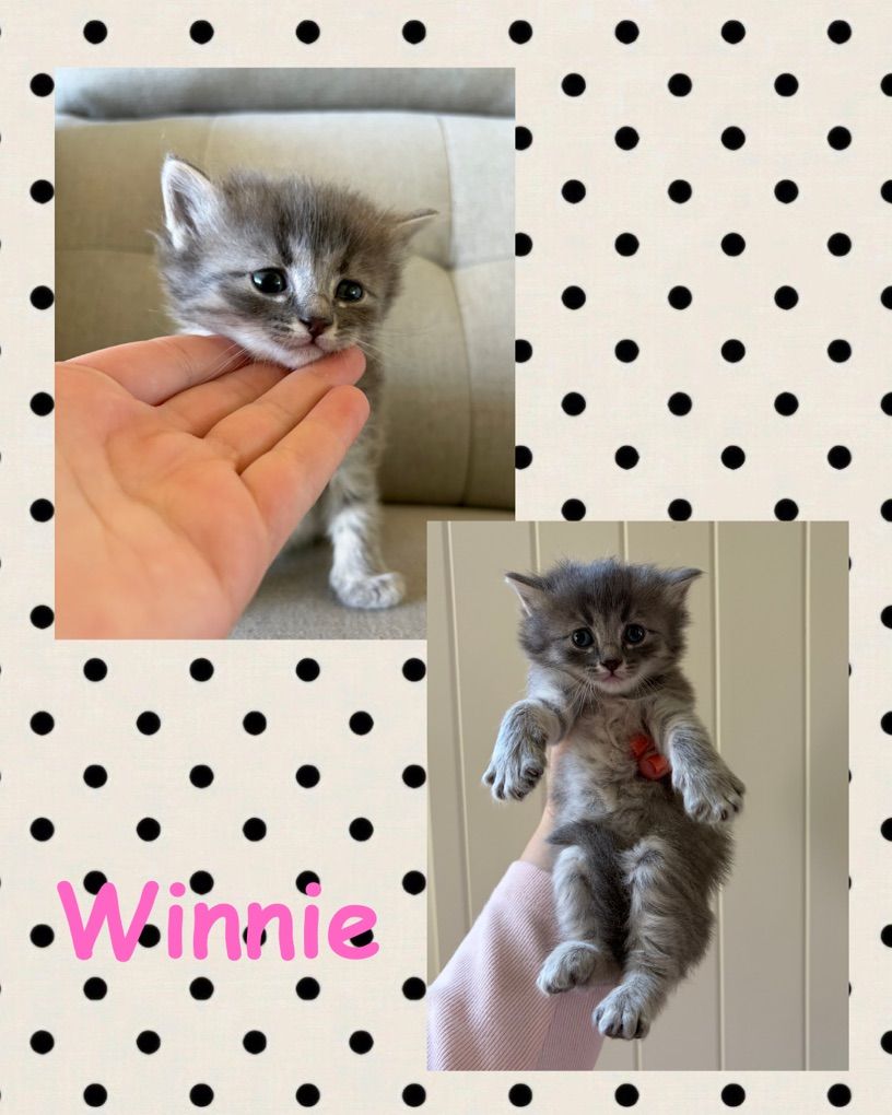 Kittens
