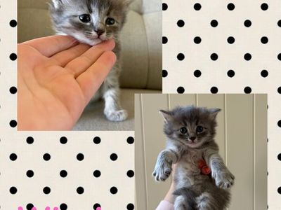 Kittens