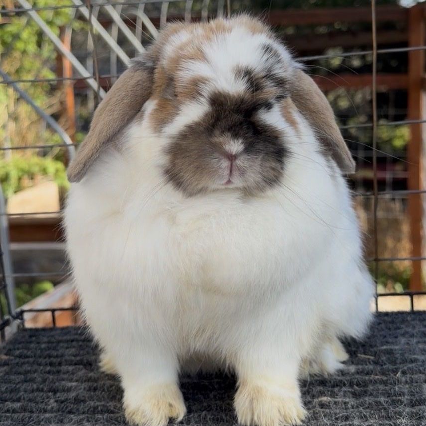 Proven Holland Lop Doe