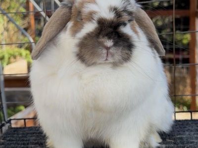 Proven Holland Lop Doe