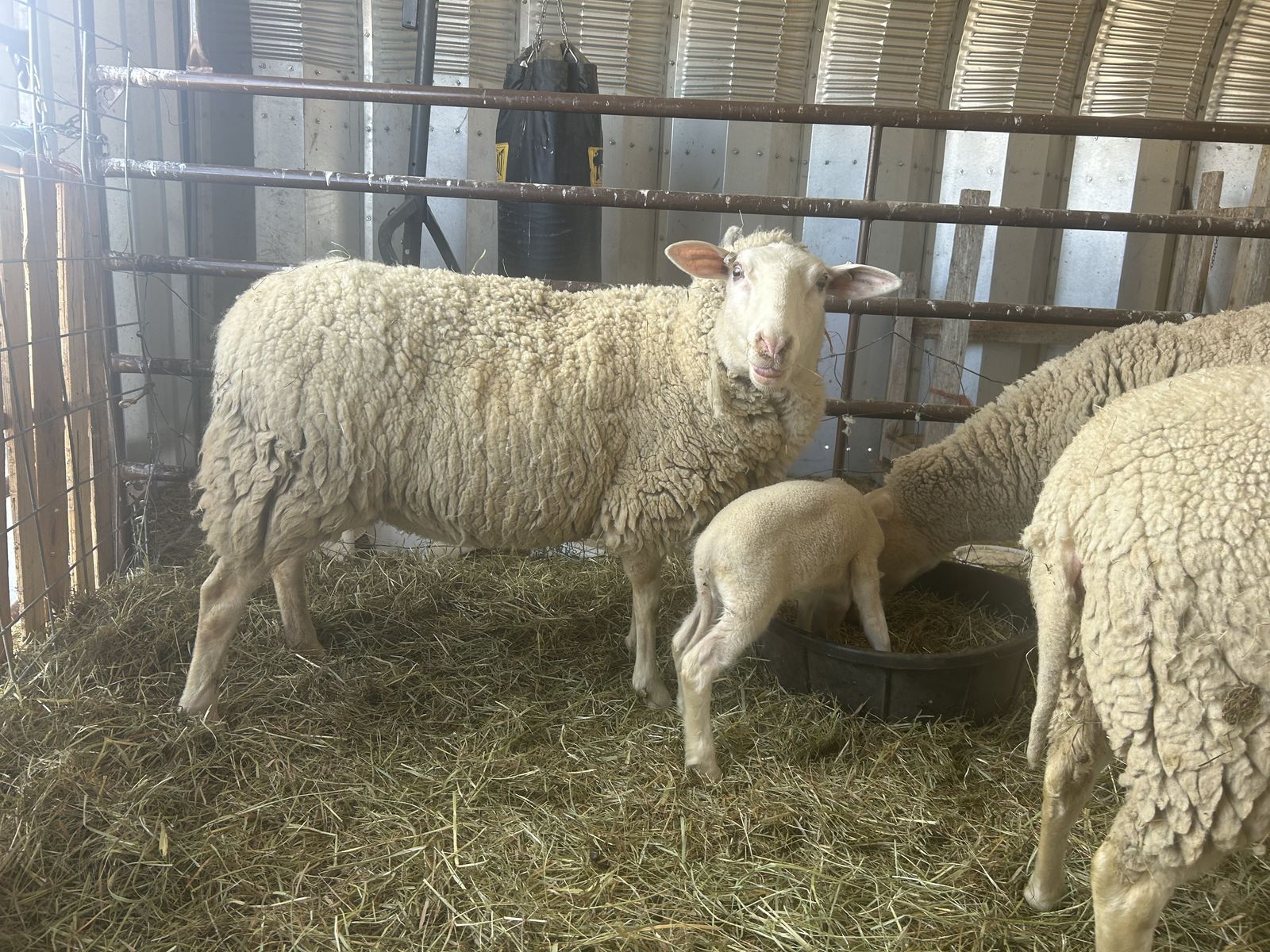 Dairy Ewe In Milk W/ Triplets